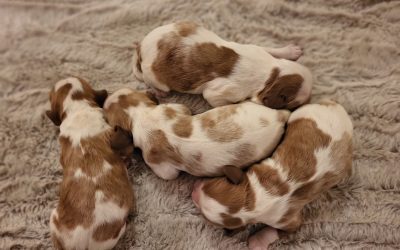 Training Basics: Teaching Your Cavalier With Love and Patience