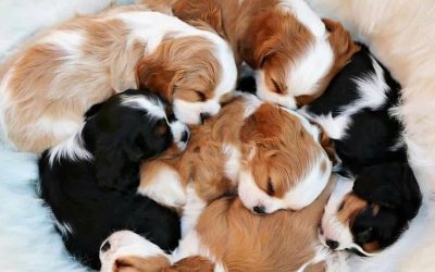 Puppy Socialization: Our Approach for Well-Adjusted Cavaliers