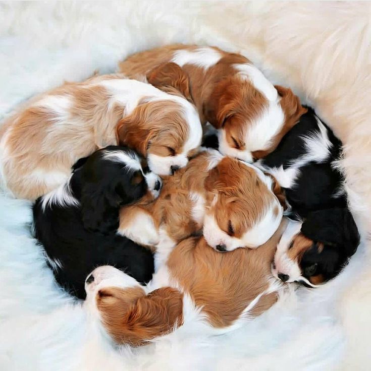 Cavalier King Charles Spaniels Dogs