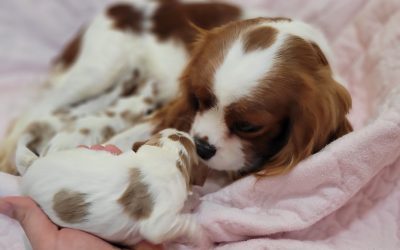 Health Testing 101: How We Ensure Happy, Healthy Cavalier Puppies