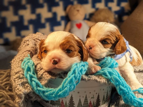 Why Cavalier King Charles Spaniel Puppies Are So Special — And What Households They’re Perfect For