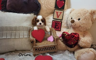 Introducing Your Cavalier to Other Pets: Tips for a Smooth Transition