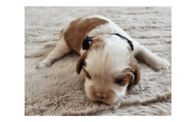 Cavaliers Are Wonderful Family Dogs—and They Get Along Beautifully with Other Pets