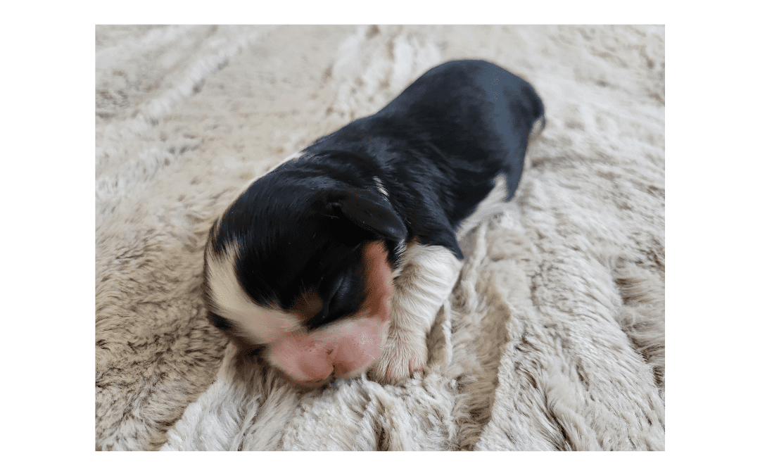 Preparing for the Arrival of Your Cavalier Puppy: A Loving Guide from Golden Paw Cavaliers