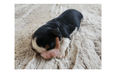 Preparing for the Arrival of Your Cavalier Puppy: A Loving Guide from Golden Paw Cavaliers