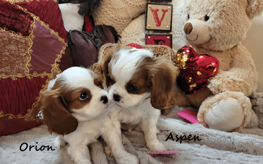 What Kind of Training Do Cavalier Puppies Need? A Gentle Guide for New Owners