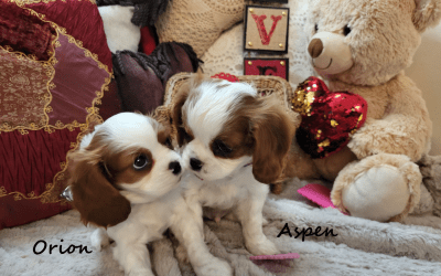 What Kind of Training Do Cavalier Puppies Need? A Gentle Guide for New Owners