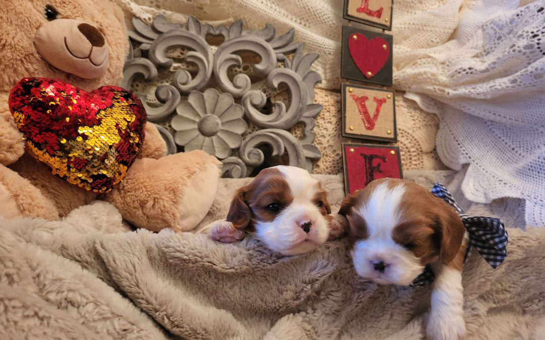 Why Choose Cavalier King Charles Spaniel Puppies