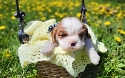 Golden Paw Cavaliers Guardianship Program: What It Is and Why You Should Participate