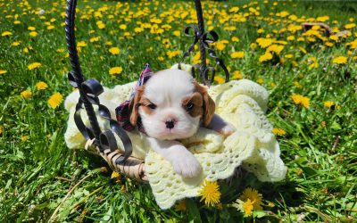 The Heart of a Cavalier: Why Their Affection Wins Every Time