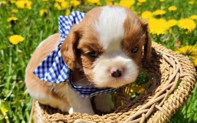 Preparing Your Home for a New Cavalier Puppy