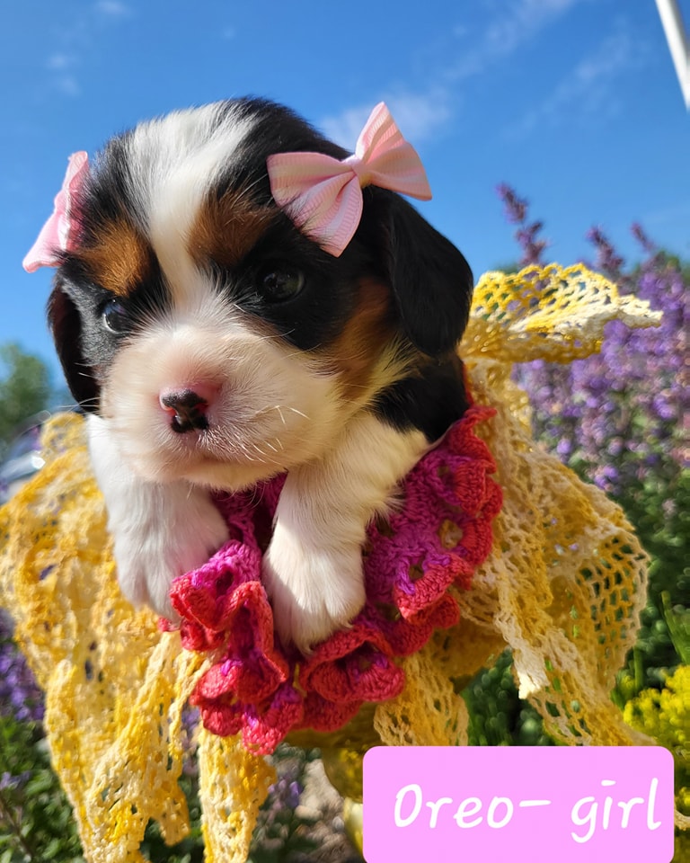 dog-breeder-4