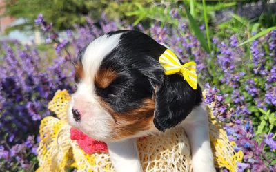 Cavaliers for Seniors: Companionship and Comfort at Any Age
