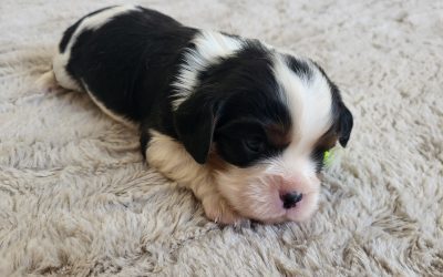 Common Myths About Cavalier King Charles Spaniels—Busted!