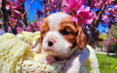 How to Care for Cavalier Puppies: A Gentle Grooming Guide from Golden Paw Cavaliers