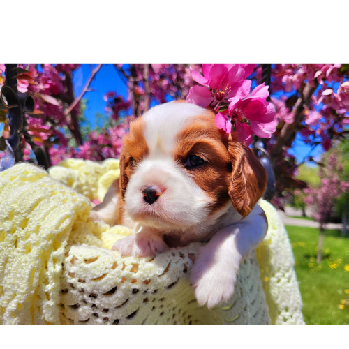 How to Care for Cavalier Puppies: A Gentle Grooming Guide from Golden Paw Cavaliers