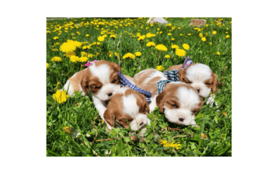 About Us at Golden Paw Cavaliers: Why Cavalier Puppies Are So Wonderful