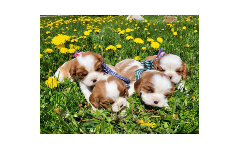 About Us at Golden Paw Cavaliers: Why Cavalier Puppies Are So Wonderful