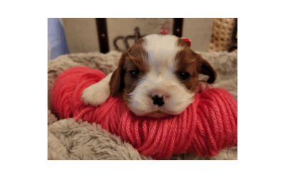 Cavaliers Are Known for Their Sweet, Affectionate Nature