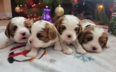 Those Soulful Eyes: Understanding Your Cavalier’s Expressions